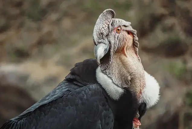 Flight of the Condors of Chonta Full Day